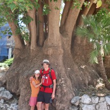 Huge tree in Gibraltar